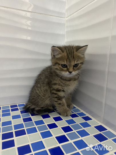 Шотландская