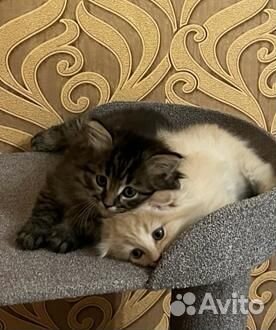 Шотландский котик