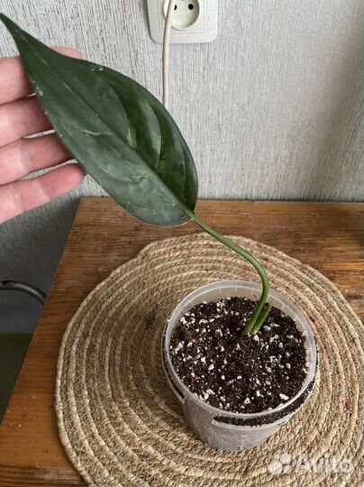 Агалонема Мария