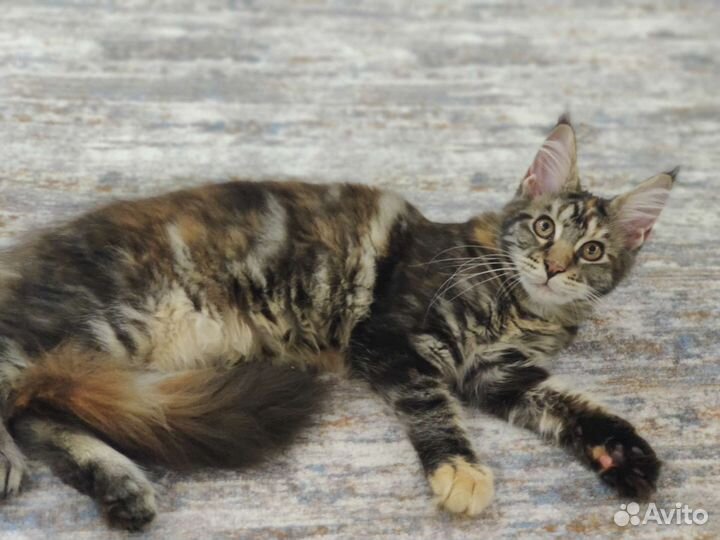 Котята мейн-кун