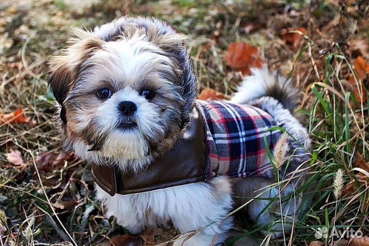 Зооняня,котоняня, ситтер, передержка, уход