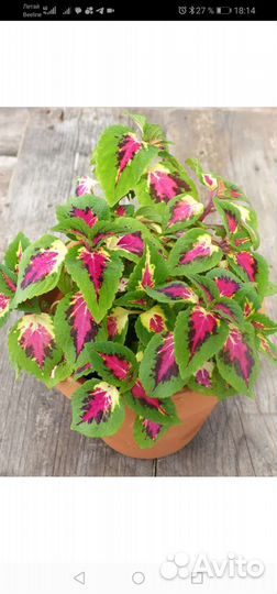 Колеусы вегетативные