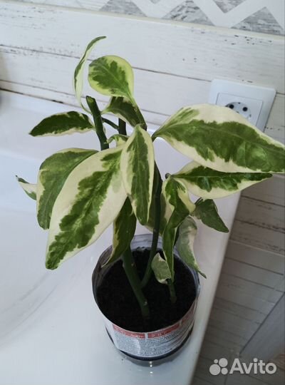 Педилантус