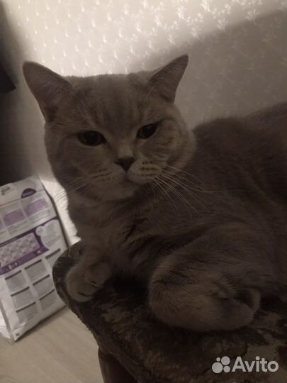 Вязка котов шотландских