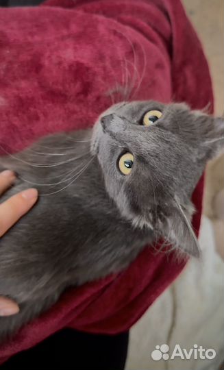 Котенок в добрые руки