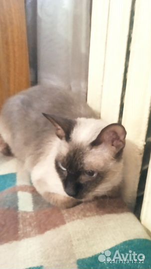 Кошка
