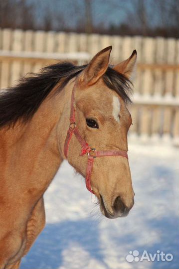Конский навоз,перегной в мешках