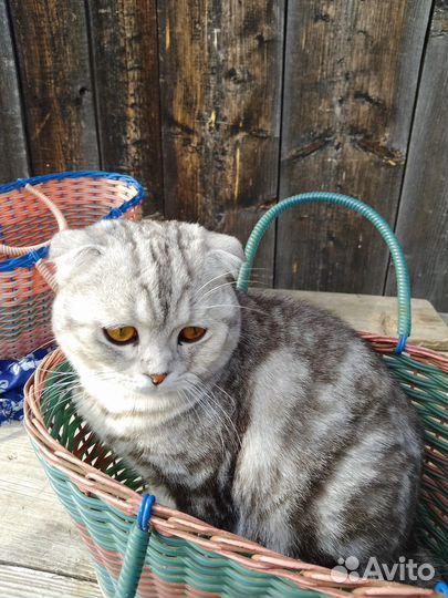 Шотландский вислоухий кот вязка