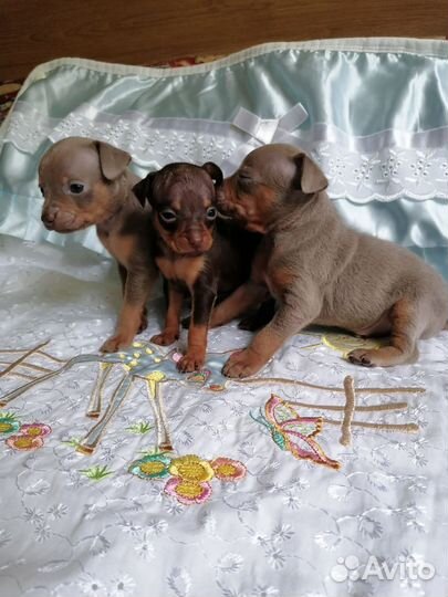 Той-терьер щенки