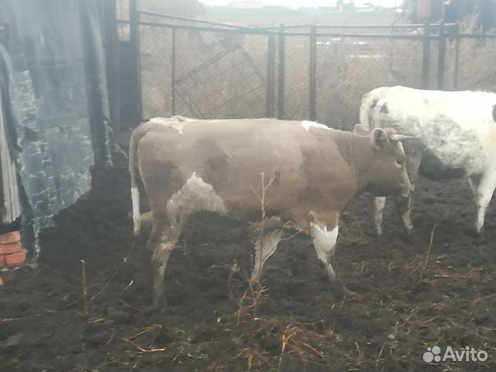 3 тёлки 1 бычек