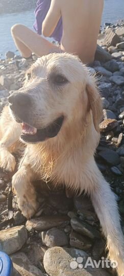 Передержка животных на время отпуска