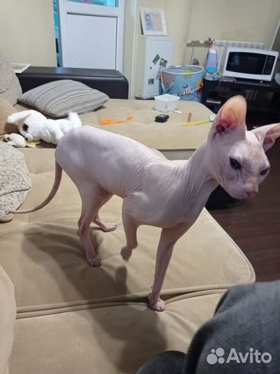 Донской сфинкс