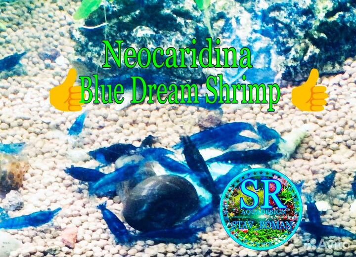 Креветки аквариумные Neocaridina