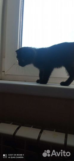 Котенок девочка