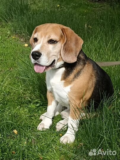 Щенки бигль