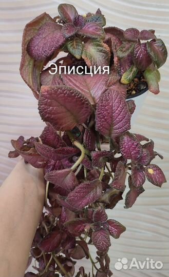 Комнатные цветы.Бегония,лианы,маранта,лудизия