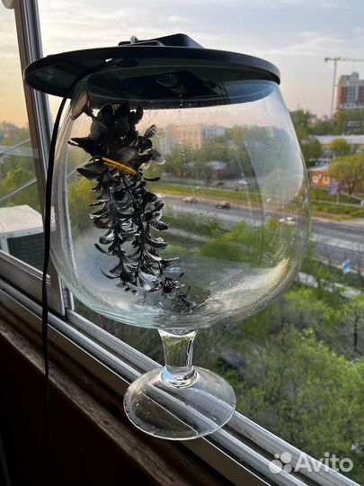 Аквариум бокал