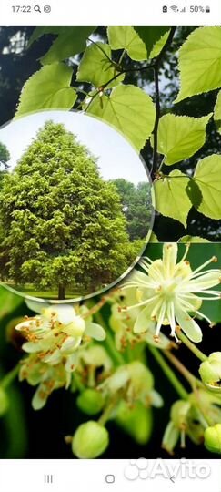 Саженцы липы