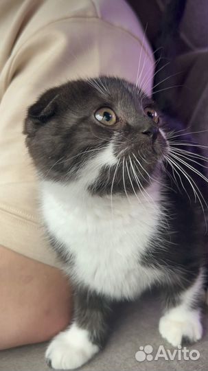 Шотландский вислоухий котенок