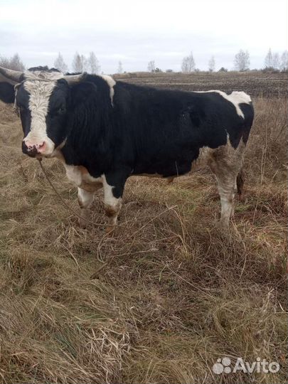 Бык и телка