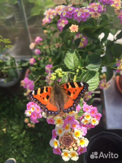 Черенки цитрусов неукорененные