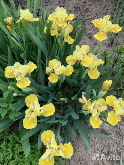 Ирисы карликовые Кайо