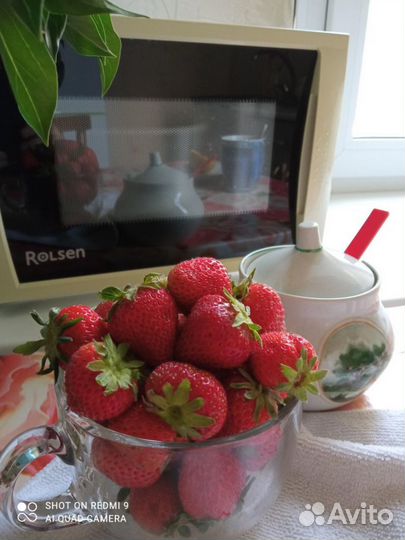 Рассада клубники