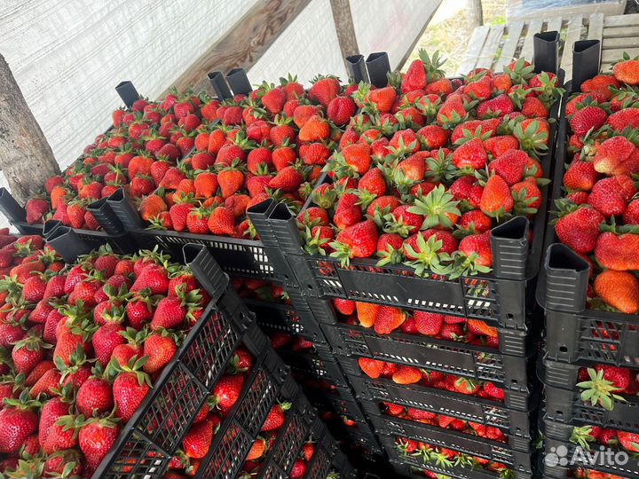 Клубника краснодарская