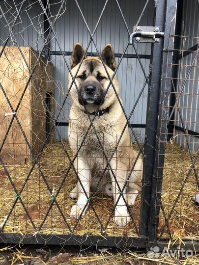 Американская акита вязка