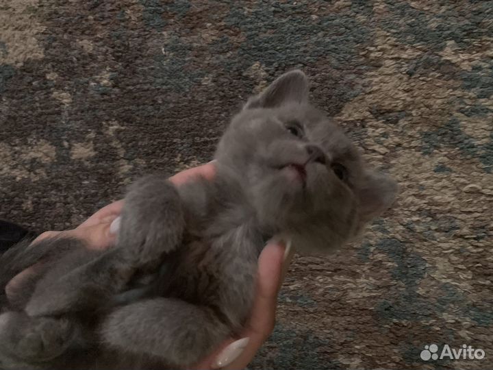 Котята
