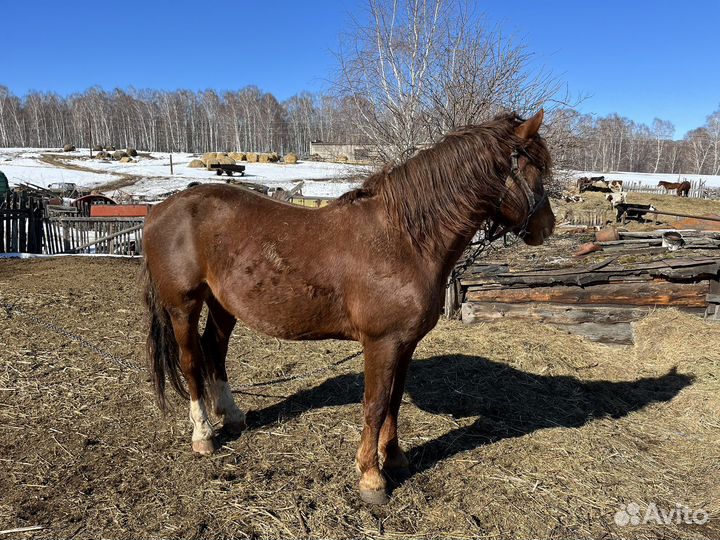 Жеребец полутяж
