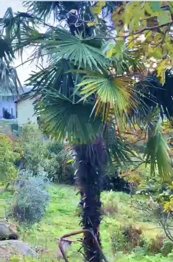 Участок 25 сот. (ИЖС)