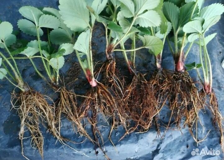 Усы виктории ремонтантной Изабелла