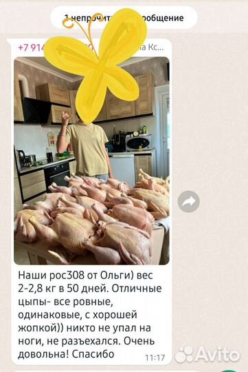 Цыплята ross 308, бройлер