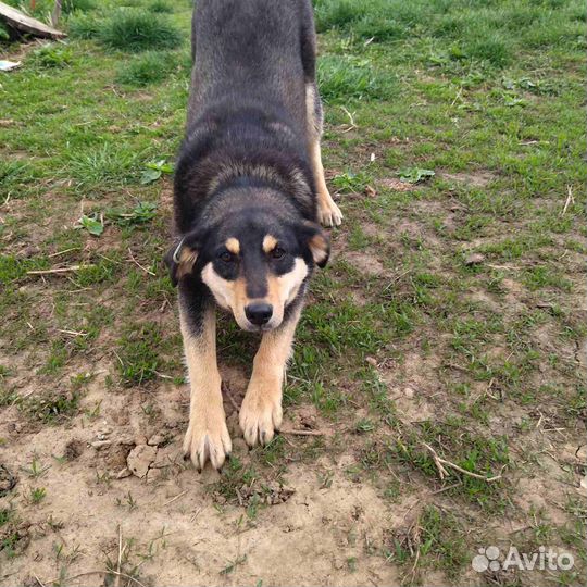 Собаки бесплатно в добрые руки