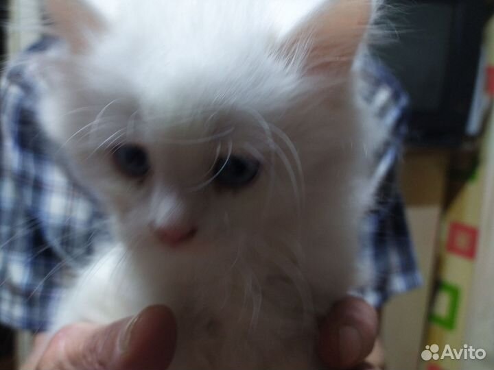 Пушок. Котик
