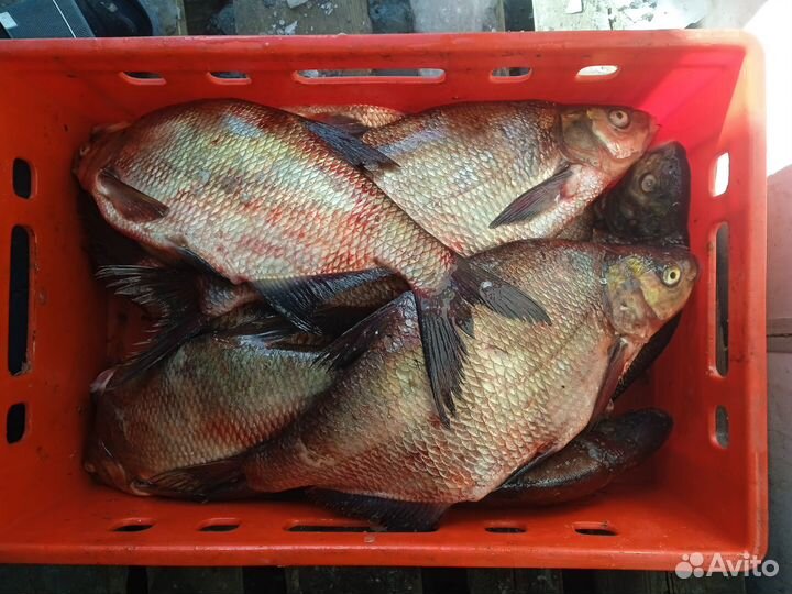 Свежая рыба