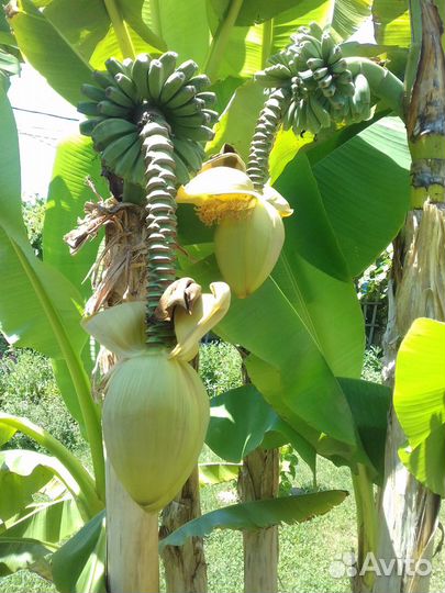 Банановая пальма