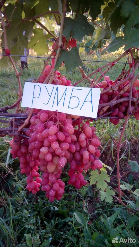 Продам саженцы винограда