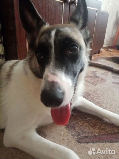 Добрая собака в хорошие руки