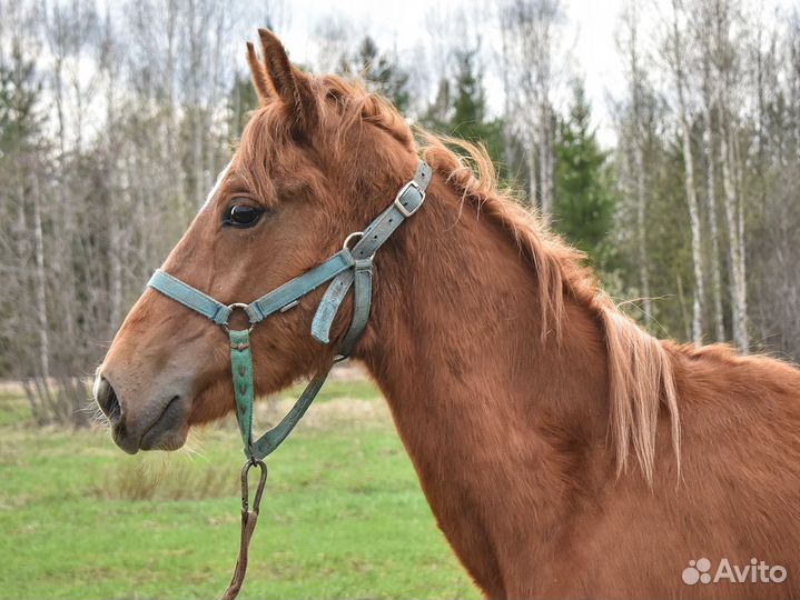 Жеребчик 2023 г.р. Орловский рысак