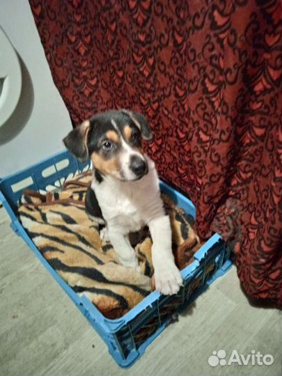 Отдам в добрые руки