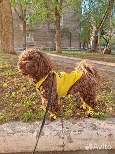 Мальтипу вязка