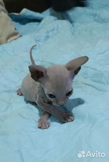 Котята донского сфинкса