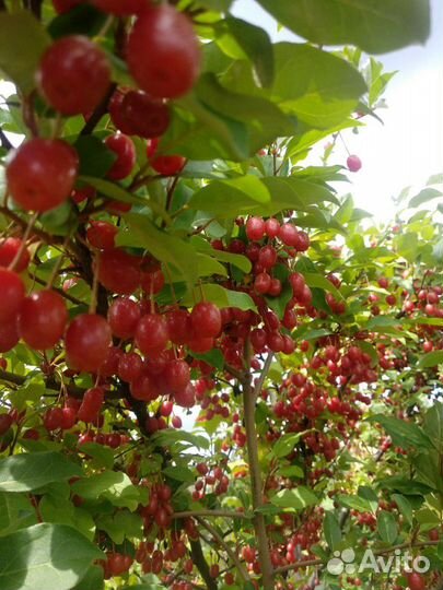 Саженцы гуми Монерон, жимолость, голу