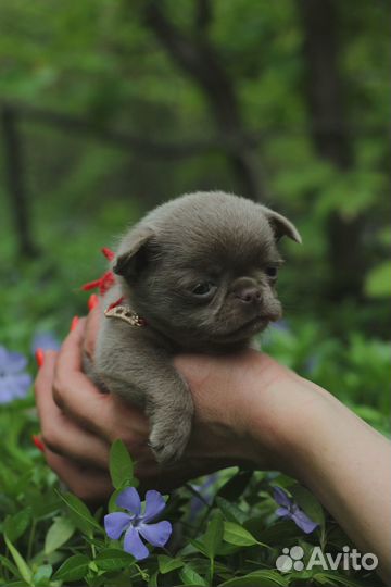 Чиахуа щенок голубого окраса с синими глазами