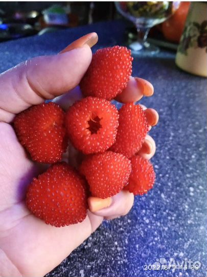 Тибецкая малина, саженцы