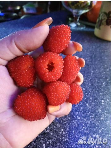 Тибецкая малина, саженцы