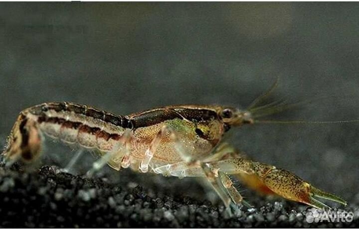 Анциструс Зеленый дракон, Рио Парагвай, раки