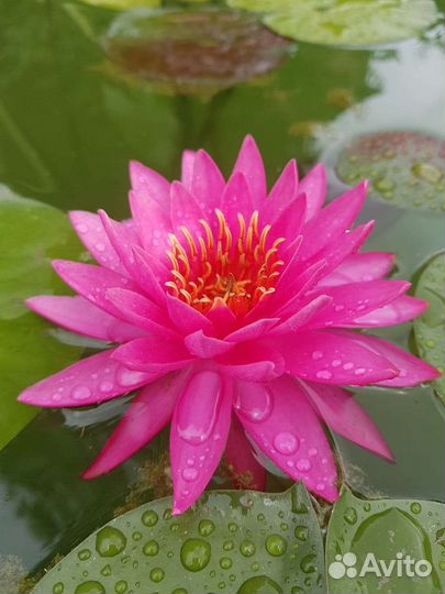 Нимфея Тан-Кван